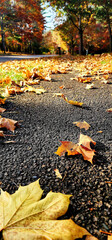 Leaves on the sidewalk