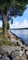 Scenic Riverside Tree Overlooking Bridge on a Calm Sunny Day