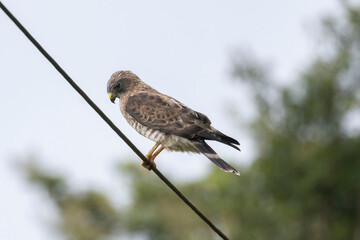 Broad-winged Hawk (Buteo platypterus)