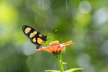 Close up of a beautiful butterfly feeding on wild flowers