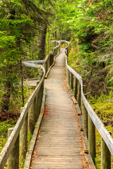A wooden bridge with a path leading through the woods