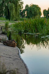 Brown duck resting on a pond's shore with green reeds and trees reflected in calm water. Wildlife scene.
