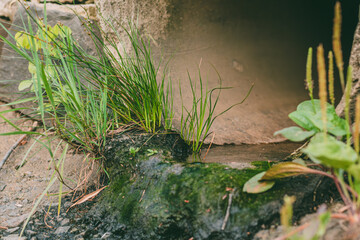 Close-up of wild grass and moss growing near a concrete drainage outflow with a small water stream.
