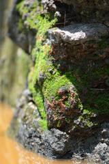 Obraz premium green moss in the forest