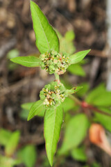 Photo of the Euphorbia heterophylla plant.