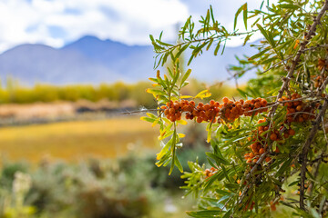 Sea buckthorn berries, a source of vitamins growing on the higher reaches of the Himalayas.
