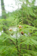 Photo of flowers from the Leucocephala plant.