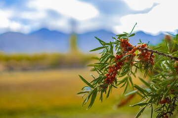 Sea buckthorn berries, a source of vitamins growing on the higher reaches of the Himalayas.
