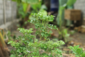 Photo of the Polyscias guilfoylei plant or commonly called Geranium aralia or Coffeetree.