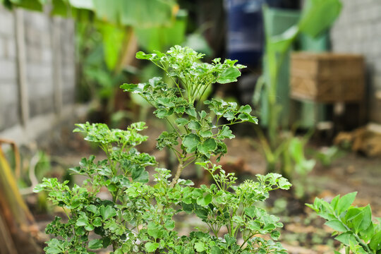 Photo of the Polyscias guilfoylei plant or commonly called Geranium aralia or Coffeetree.