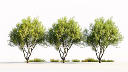 Salix Purpurea Nana and Olive Trees: Isolated on a white background, suitable for architectural projects.