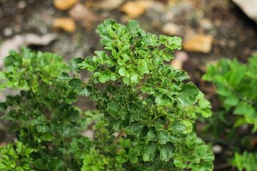 Photo of the Polyscias guilfoylei plant or commonly called Geranium aralia or Coffeetree.