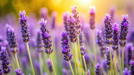 Obraz premium Close-up of French lavender buds perfect for crafting projects, lavender, buds, French, flowers, purple, fragrant, dried, herbal