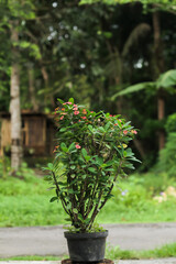 Photo of the Euphorbia milii ornamental plant which has red flowers. The plant lives in a black pot.