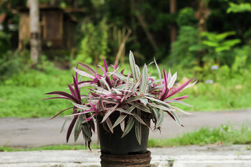 Photo of an ornamental plant with the Latin name Tradescantia spathacea Sw.