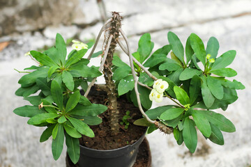 Photo of the ornamental plant Euphorbia milii which has yellow flowers. The plant grows in a black pot.