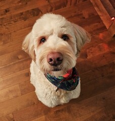Cute golden doodle sitting in is home looking at you