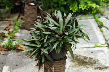 Photo of an ornamental plant with the Latin name Tradescantia spathacea Sw.