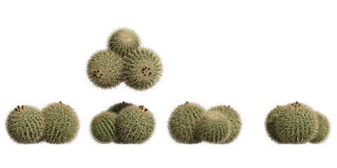 golden barrel cactus isolated on transparant background © imaginerender