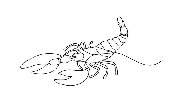  Lobster Continuous line draw Full length single line animation