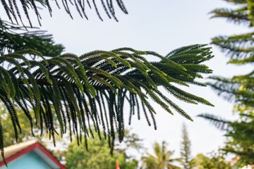 A close-up of lush, green pine needles against a soft, blurred background. The vibrant hues and shallow depth of field create a serene and natural atmosphere