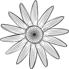 Single chamomile vector