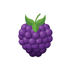  Boysenberry fruit isolated flat vector illustration on white background