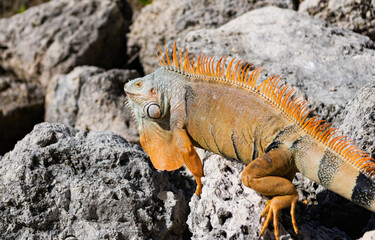 Exotic brown iguana reptile. Exotic reptile animal. Wildlife fauna. Wild iguana lizard. Iguana lizard on the stone