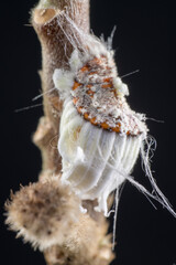 Female adult of cottony cushion scale (Icerya purchasi) on paper bush tree in Japan in winter season