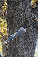 Wild azure-winged magpie
