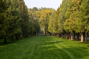Beautiful woods under the sun shining in Tiantan Park, Beijing