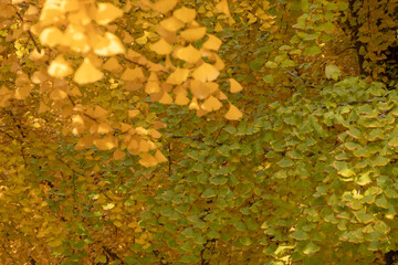 Golden Ginkgo leaves in Beijing during the autumn