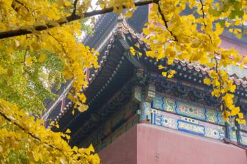 Red wall of the Forbidden city building and yellow autumn leaves