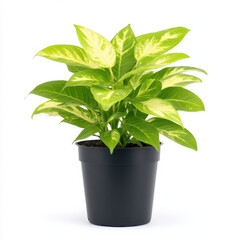 Vibrant aralia plant with lacy variegated foliage in black pot
