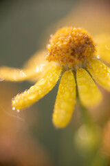 close-up of dew on a groundsel flower