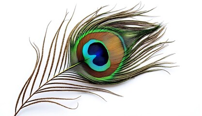 Obraz premium peacock feather close up