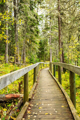 A wooden bridge over a forest path with leaves on the ground