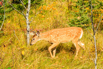 A deer is walking through a field of grass and leaves