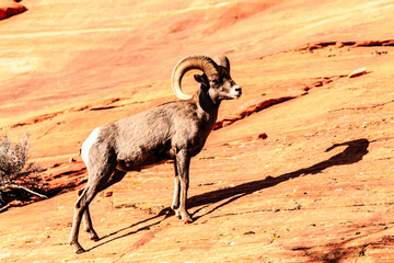 A ram with horns stands on a rocky hillside