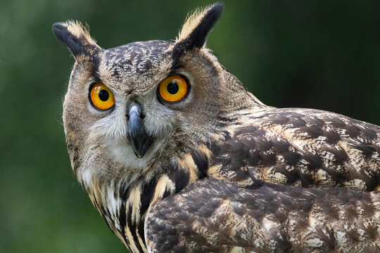 Portrait of a Eurasian Eagle-Owl with striking orange eyes and detailed plumage in a natural setting
