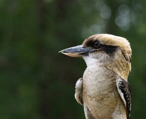 Side profile of a perched kookaburra with its distinctive beak and green forest background.
