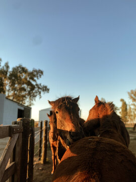 Equino