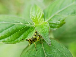 Macro photo of a grasshopper on a leaf with a blurry background