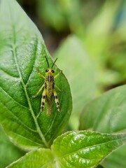 Macro photo of a grasshopper on a leaf with a blurry background