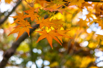 東京世田谷の寺社の紅葉