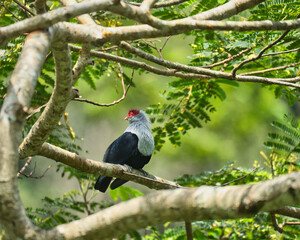 Seychelles endemic blue pigeon on tree branch inside the morn Seychellois national park, Mahe, Seychelles 
