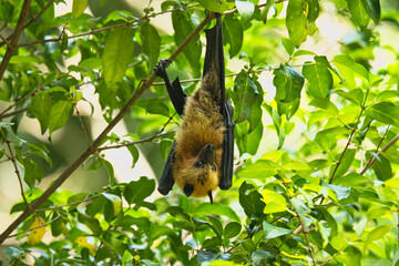 Fruit bat hanging on tree inside the botanical garden, Mahe, Seychelles