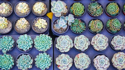 the succulents of a flower shop