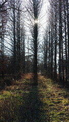 The bare branches trees view with the blue sky as background in winter
