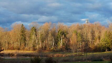 The forest landscape with the sunset sunlight on them in winter
